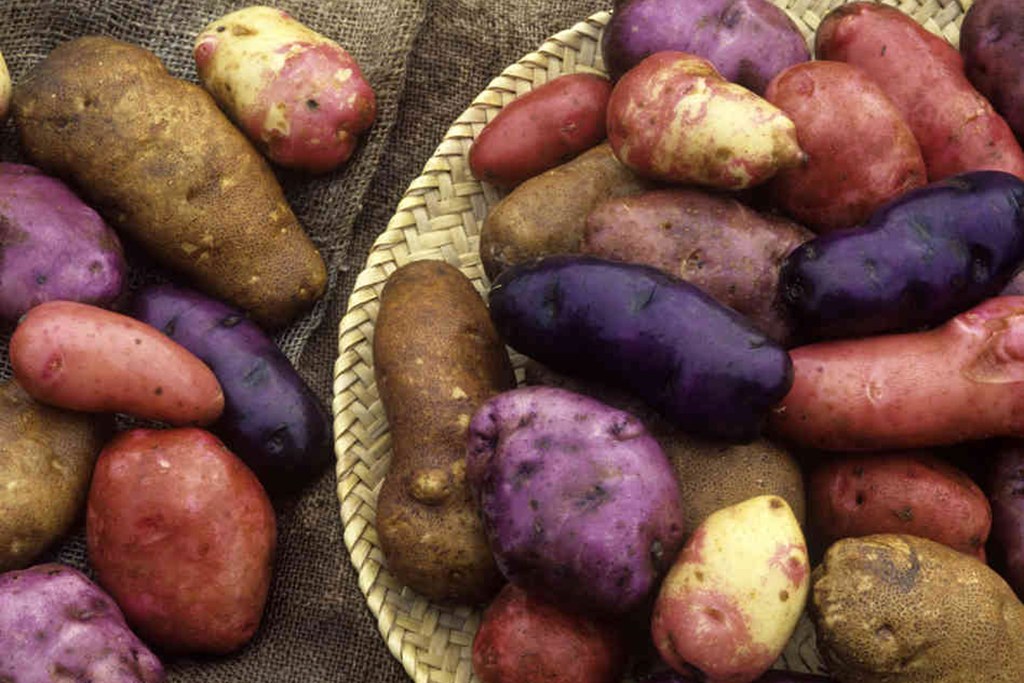 Le patate giuste per la tua ricetta – Come sceglierle
